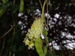 Prosopis tamaulipana
