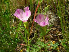 Clarkia purpurea