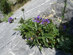 Bituminaria bituminosa