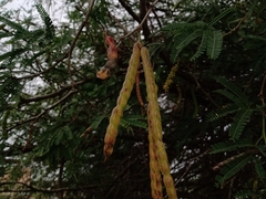 Prosopis tamaulipana