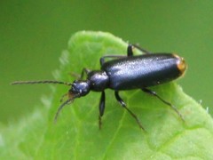 Pedilus elegans