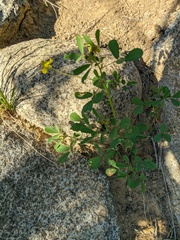 Melilotus neapolitanus