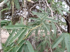 Prosopis tamaulipana
