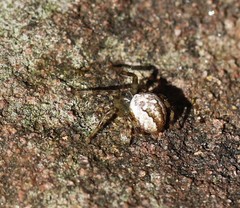 Araneus marmoreus