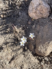 Leptosiphon breviculus