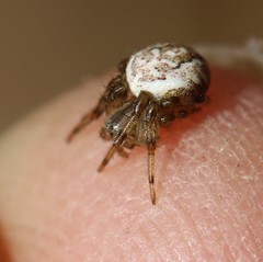 Araneus marmoreus
