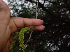 Prosopis tamaulipana