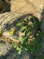 Melilotus neapolitanus