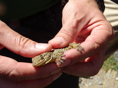 Tarentola mauritanica
