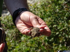 Tarentola mauritanica