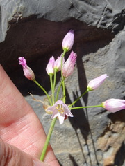 Allium roseum