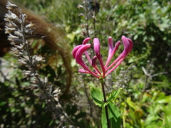 Lonicera etrusca