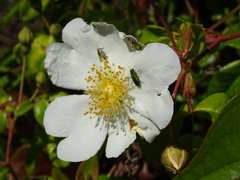 Rosa