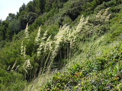 Ampelodesmos mauritanicus