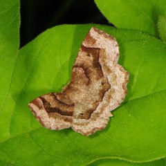 Metarranthis refractaria