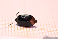 Sehirinae