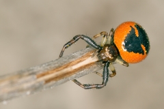 Synema globosum