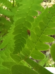 Cimberis elongata