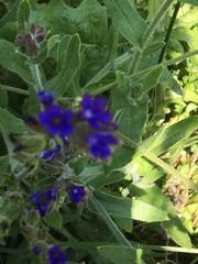 Anchusa officinalis