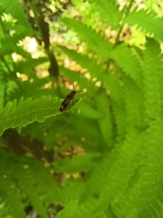 Hypulus