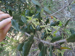 Quercus ilex