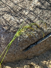 Piptatherum holciforme