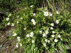 Cistus monspeliensis