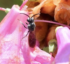 Sphecodes ranunculi