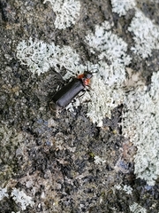 Cantharis tuberculata