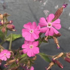 Silene dioica