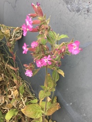 Silene dioica