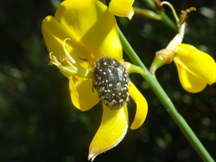 Oxythyrea funesta