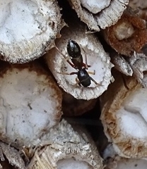 Leptorchestes berolinensis