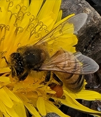 Apis mellifera