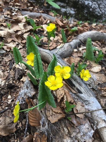 iskerník okrúhlolistý (Ranunculus thora)
