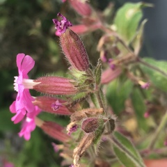Silene dioica