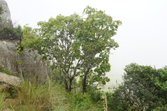Seemannaralia gerrardii