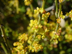 Osyris alba