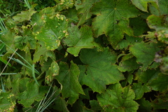 Seemannaralia gerrardii