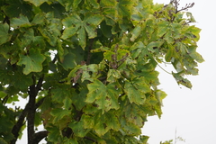 Seemannaralia gerrardii