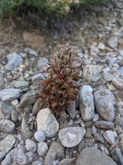 Aphyllon multiflorum