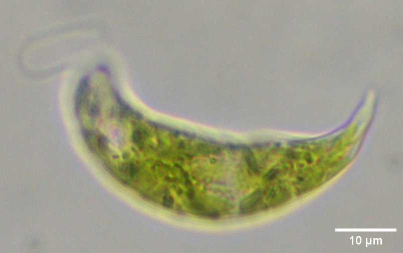 Euglenaページ Introduction to Euglenids (Euglenoids) exhibiting both Plant