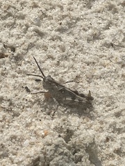 Psinidia fenestralis