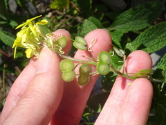 Biscutella cichoriifolia