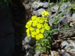 Biscutella cichoriifolia