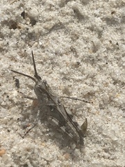 Psinidia fenestralis