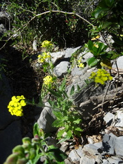 Biscutella cichoriifolia