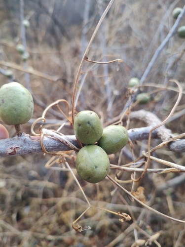 Image of Spondias purpurea by (c) Abraham Sánchez Romero, some rights reserved (CC BY)