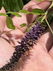 Amorpha glabra