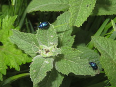 Chrysolina coerulans